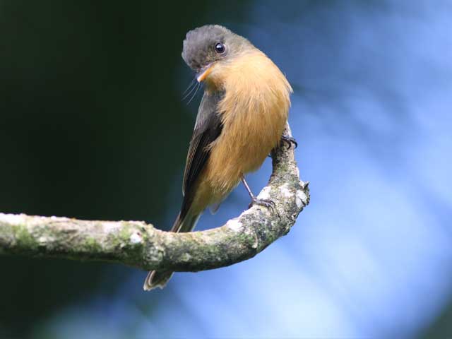 St. Lucia Pewee (Contopus oberi)