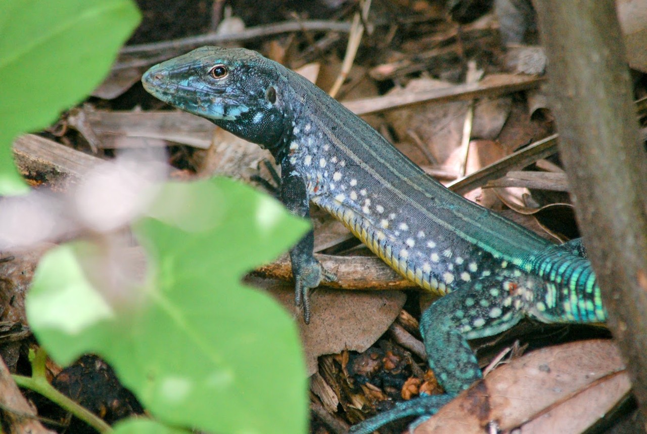 Saint Lucia Whiptail on natural ground