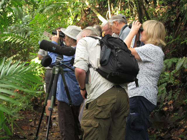 Birdwatchers exploring a Saint Lucia rainforest trail