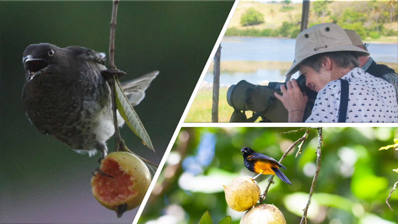Collage of Saint Lucia wildlife and field experiences