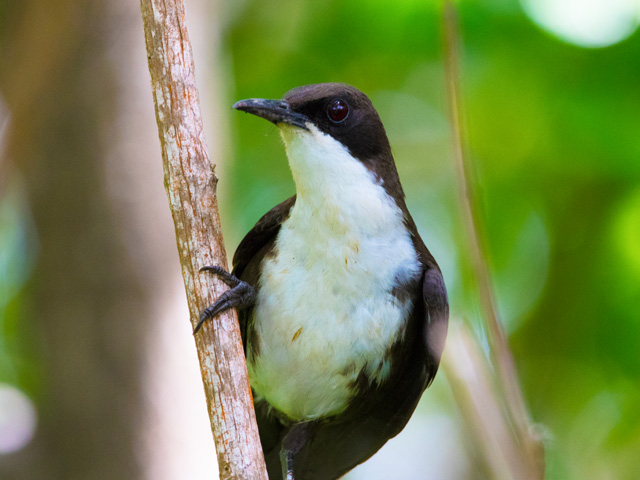 Specialist and Endemic Bird Expedition - Cruise Ship Special