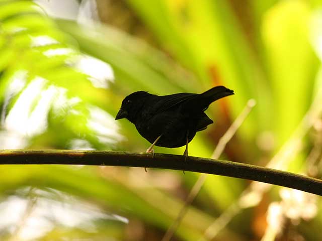 North East Birding Excursion