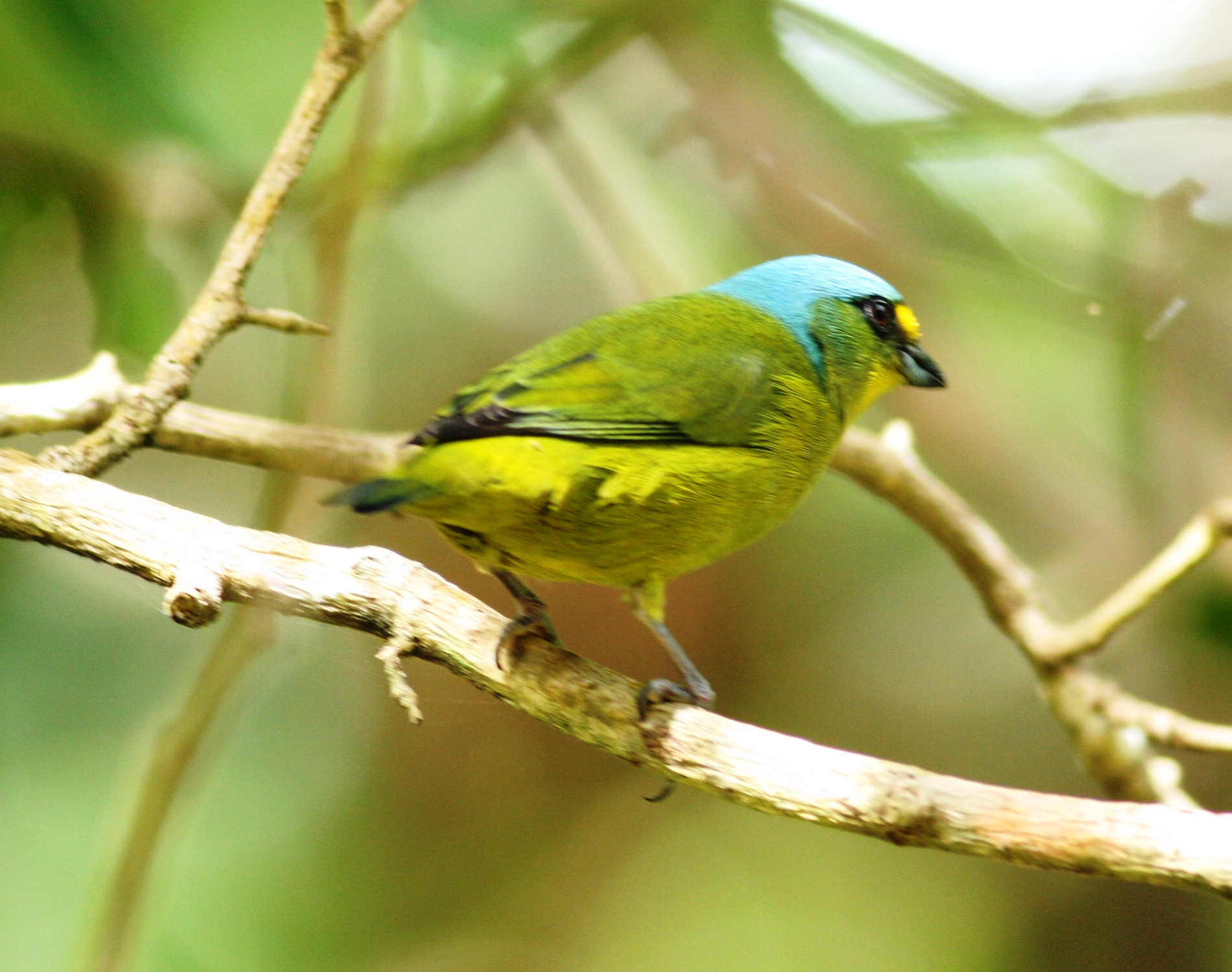 Spectacular Birding