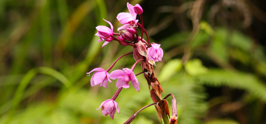 Coast to Canopy Trek