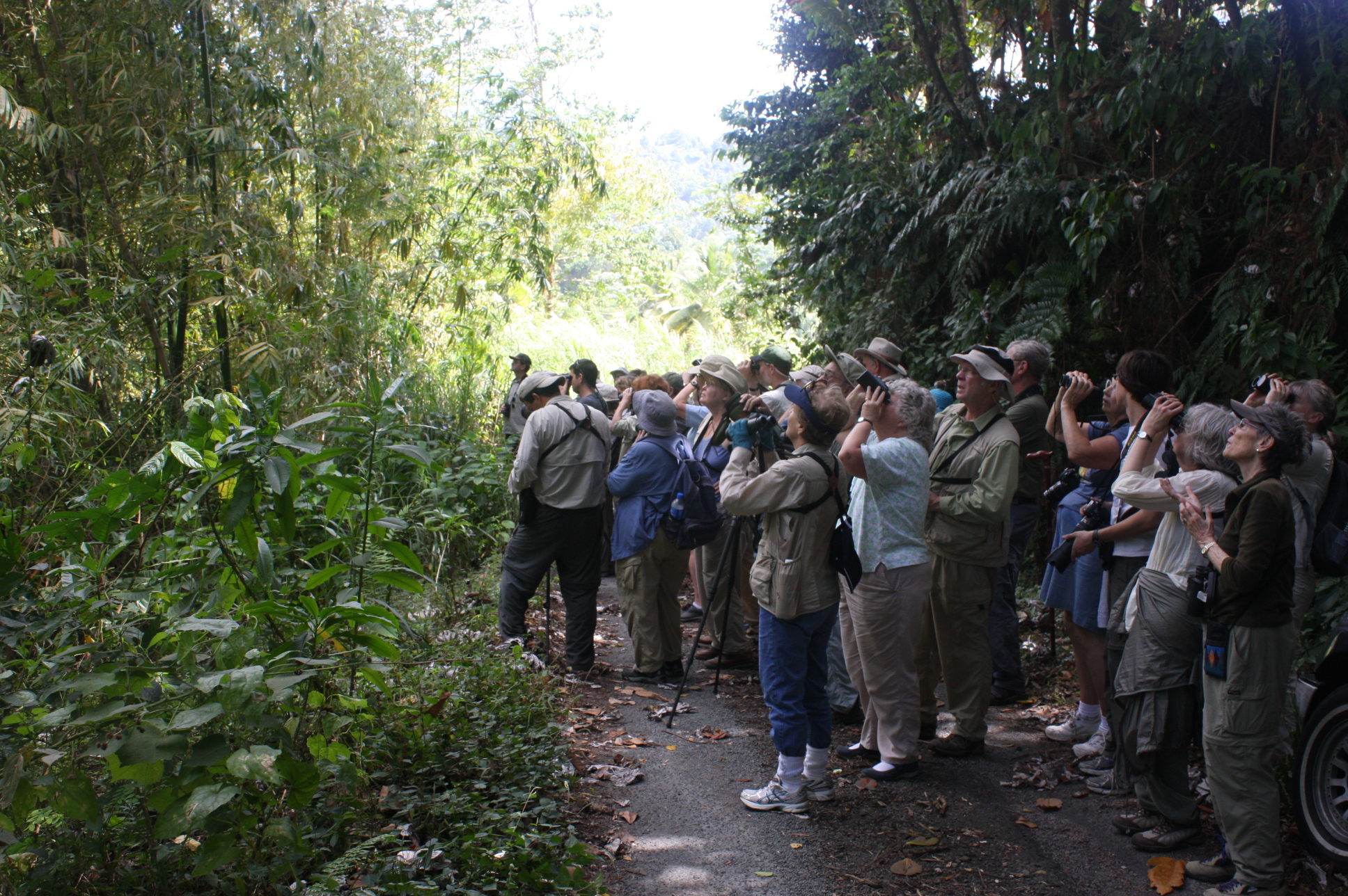 St. Lucia Endemic and Specialist Birds Tours