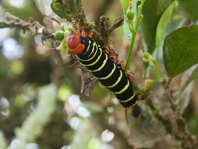 St. Lucia Countryside Nature Walk