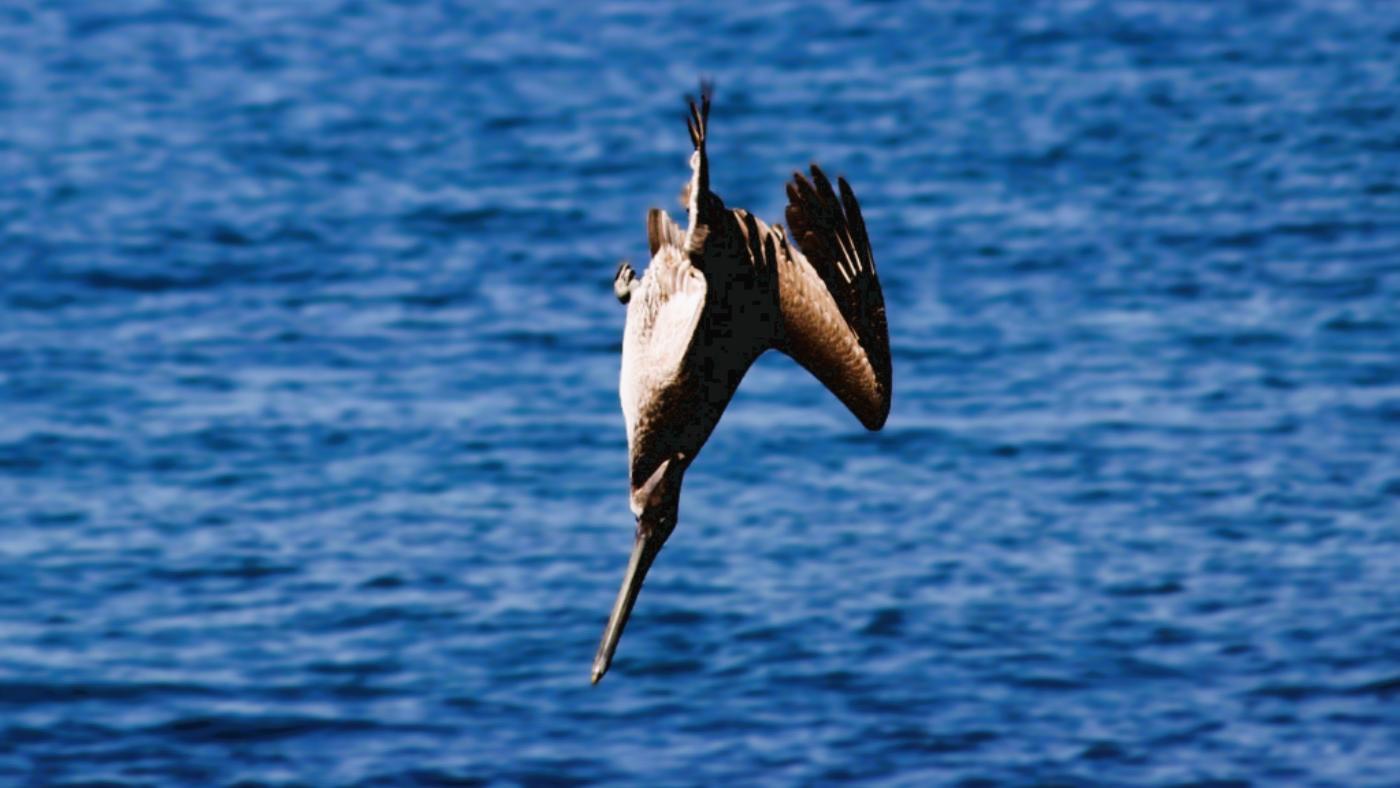 Frigate Bird Diving