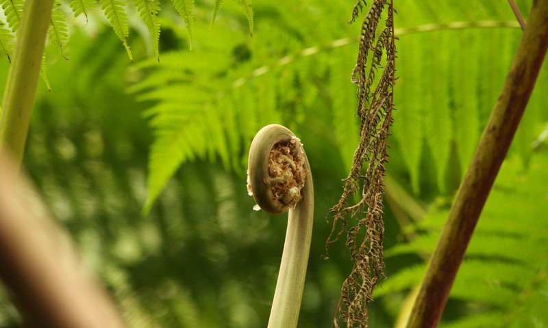 Coast To Canopy Rainforest Fern Detail