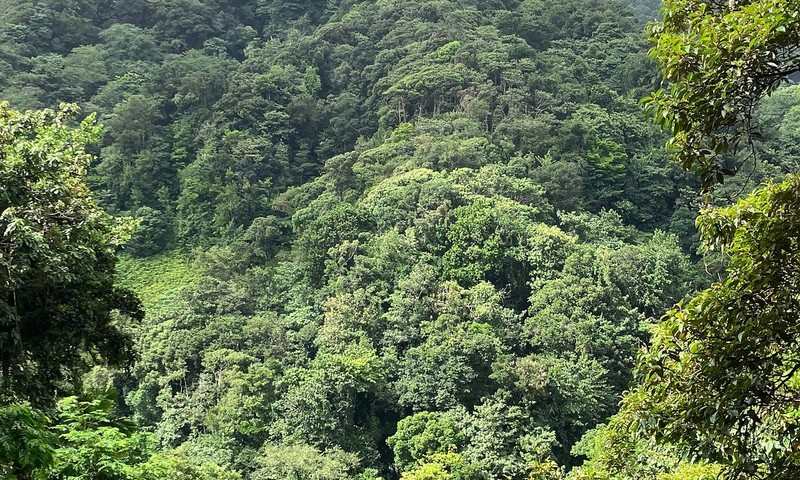 Coast To Canopy Rainforest Valley