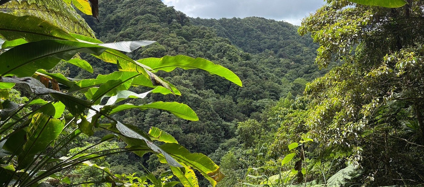 Coast to Canopy Trek