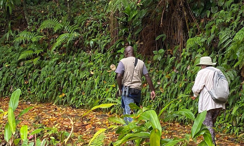Countryside Nature Walk Guided Rainforest Walk
