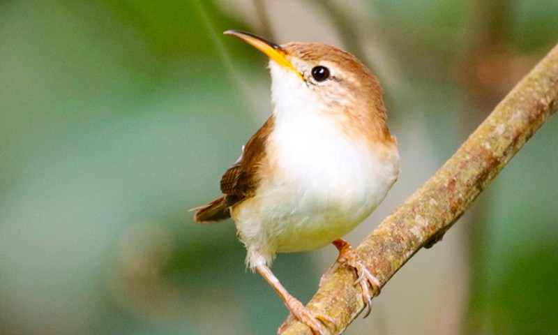 Countryside Nature Walk House Wren
