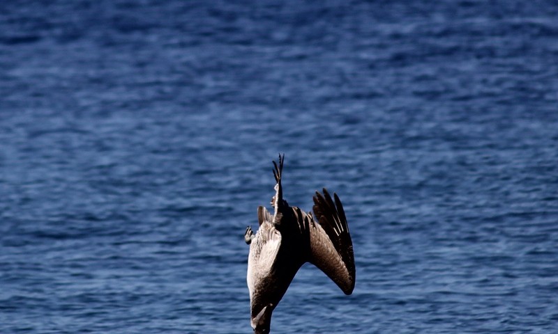 Cruise Ship Birding Seabird Diving