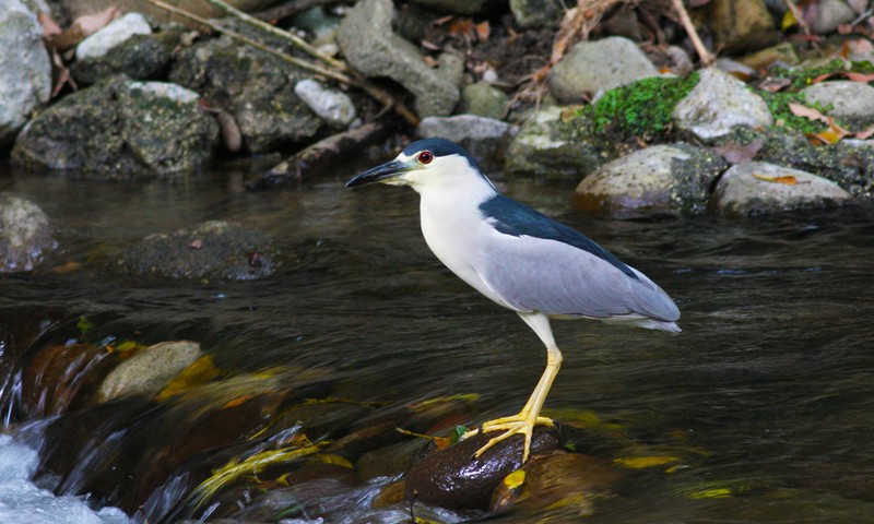 Cruise Ship Birding Stream Heron