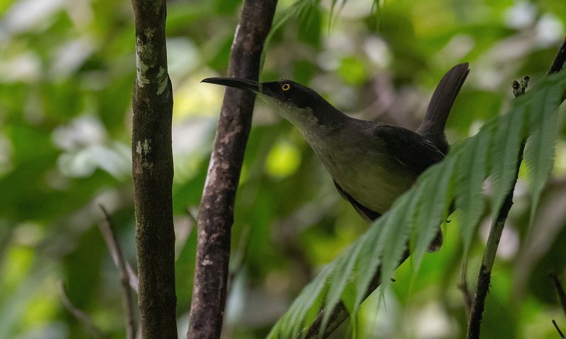 Des Cartiers Forest Bird Warbler