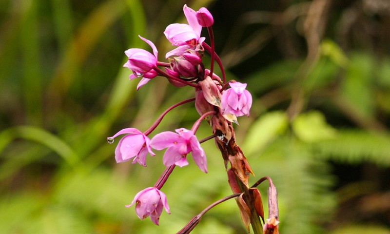 Des Cartiers Rainforest Flower