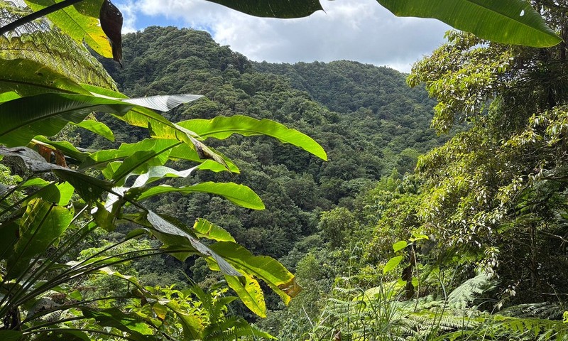 Des Cartiers Rainforest Mountain Canopy