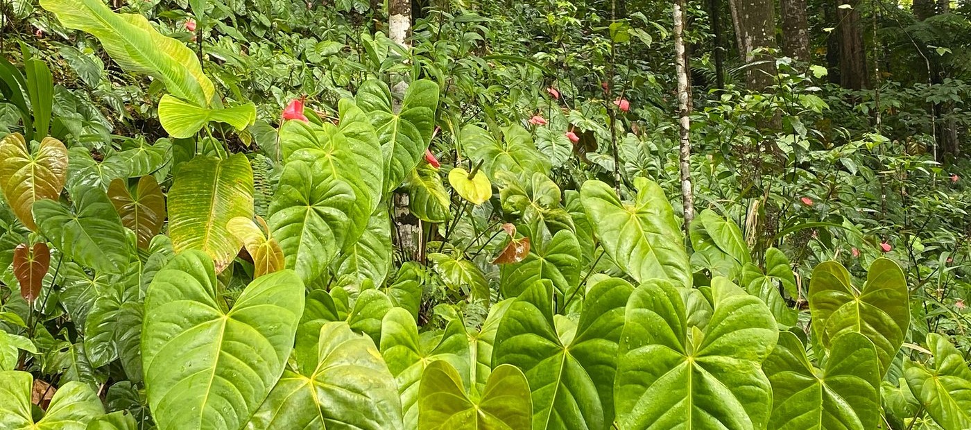 Des Cartiers Rainforest Hike