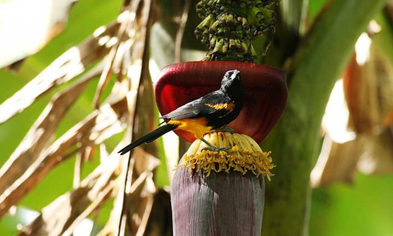 Hardcore Birding St. Lucia Oriole Banana Flower