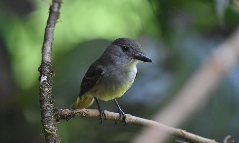 Hardcore Birding St. Lucia Pewee Forest