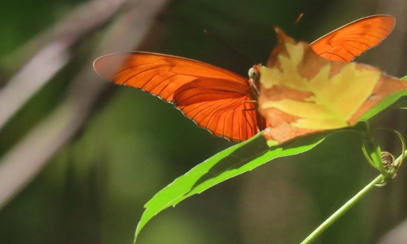 North East Birding Orange Butterfly
