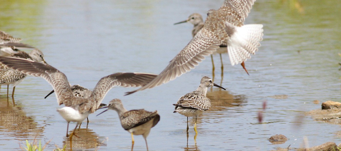 North East Birding Excursion