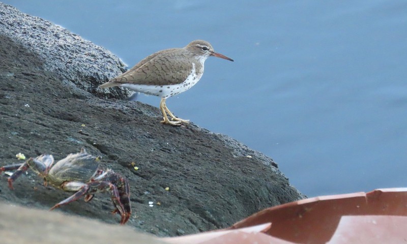 Pigeon Island Shorebird Coast Crabs