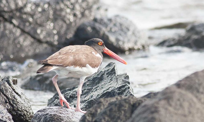 Pigeon Island Shorebird Rocky Coast