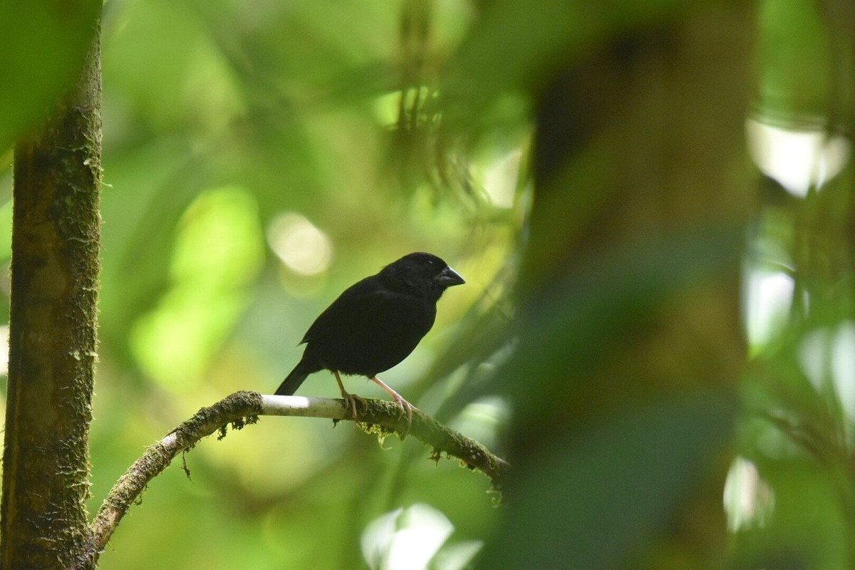 St. Lucia Black Finch perched in forest habitat
