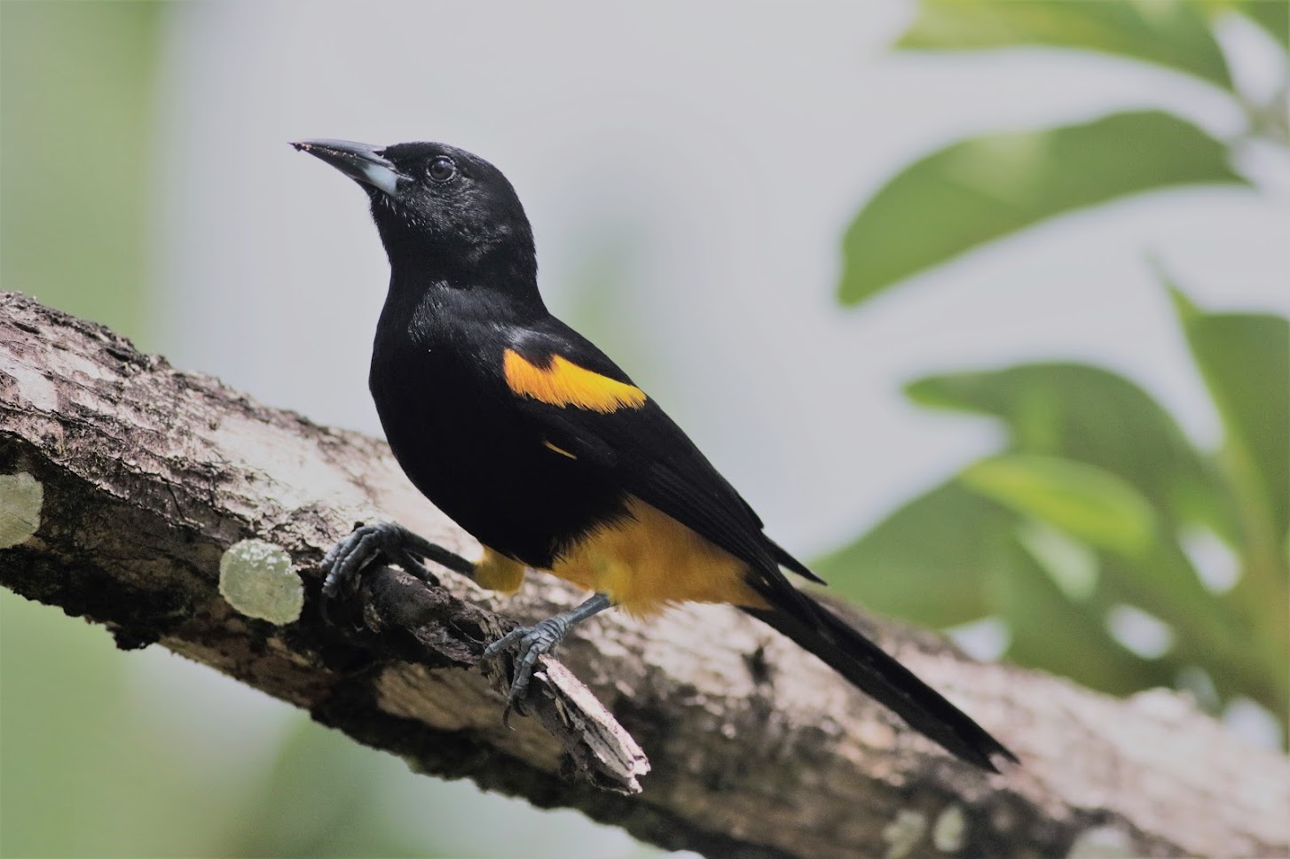 St. Lucia Oriole, one of the endemic bird targets on the Small Six Safari