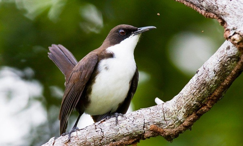 St. Lucia Thrasher featured for the St. Lucia Endemic and Specialist Birds Tour