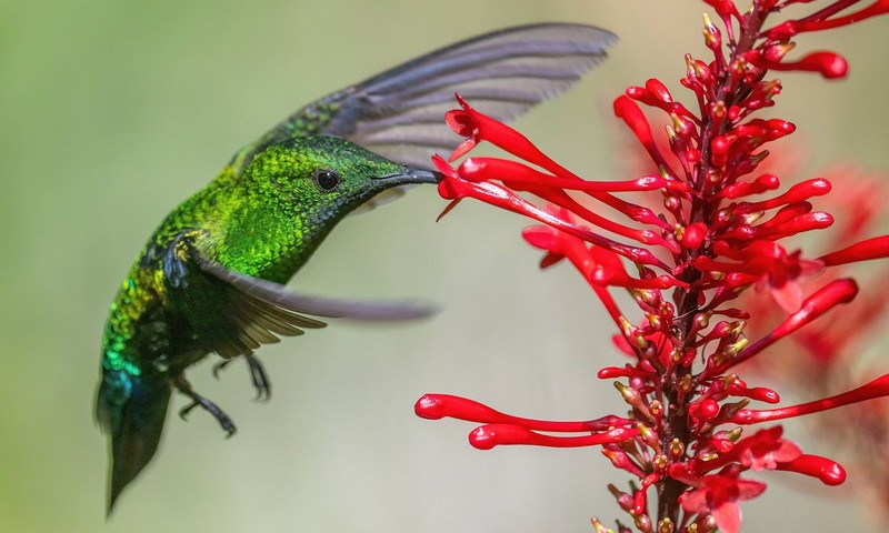 Green hummingbird feeding at a flower in St. Lucia