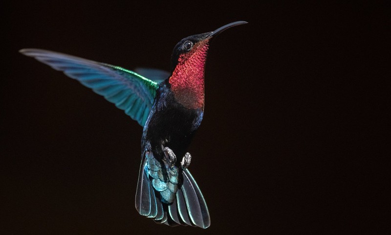 Purple-throated Carib hummingbird in flight