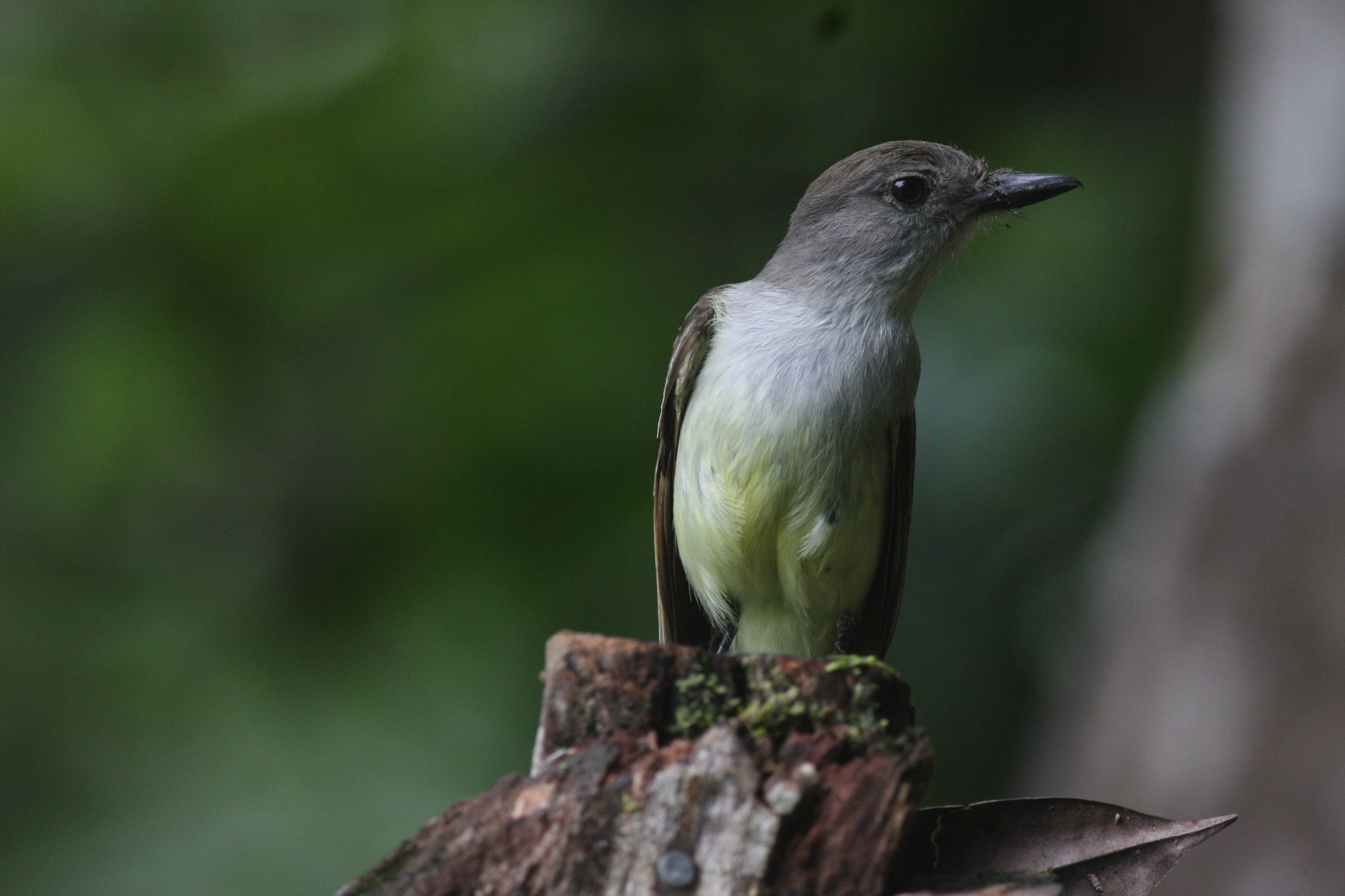 Lesser Antillean Flycatcher perched in forest habitat on the St. Lucia Endemic and Specialist Birds Tour