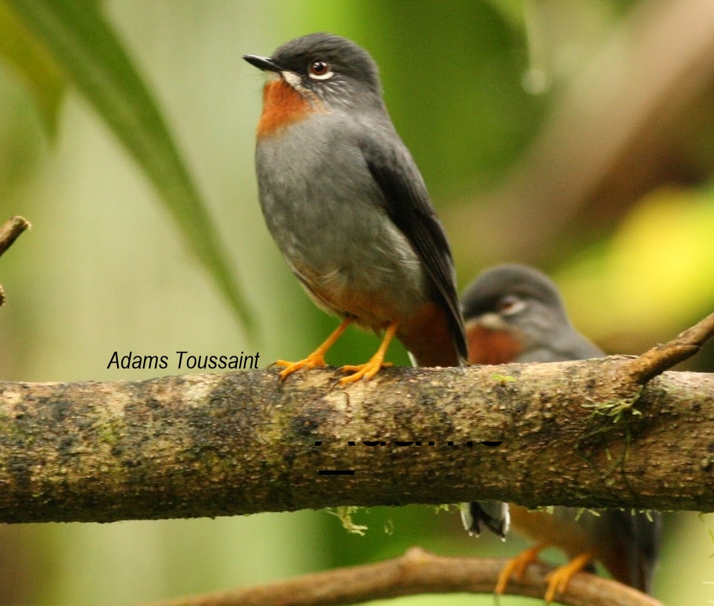 Rufous-throated Solitaire perched in rainforest habitat
