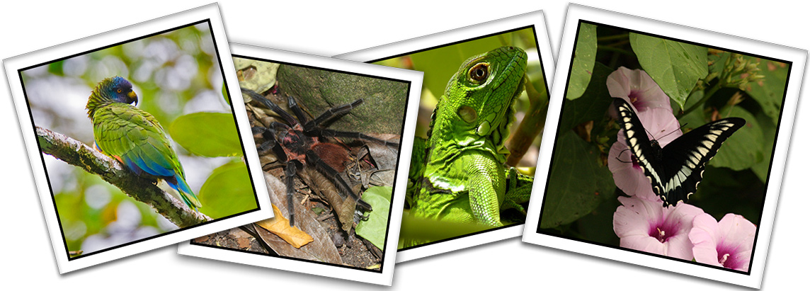 Saint Lucia wildlife and forest habitat