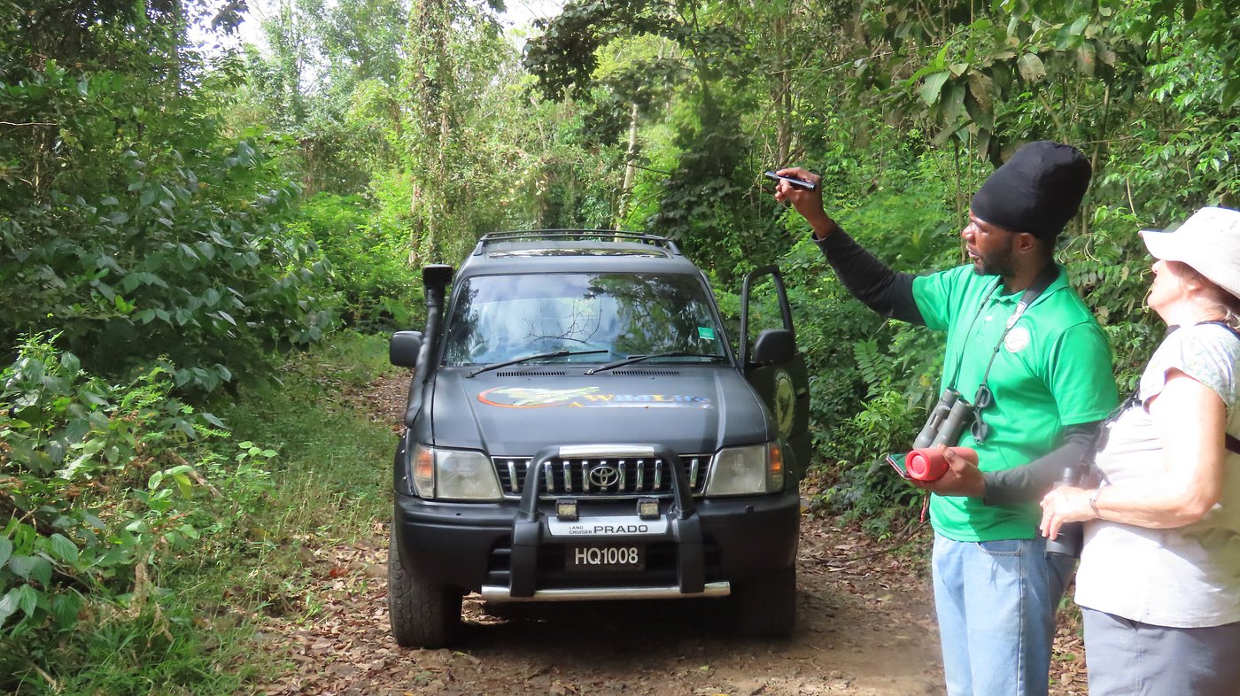 Local birding guide with guests and tour vehicle in St. Lucia forest habitat