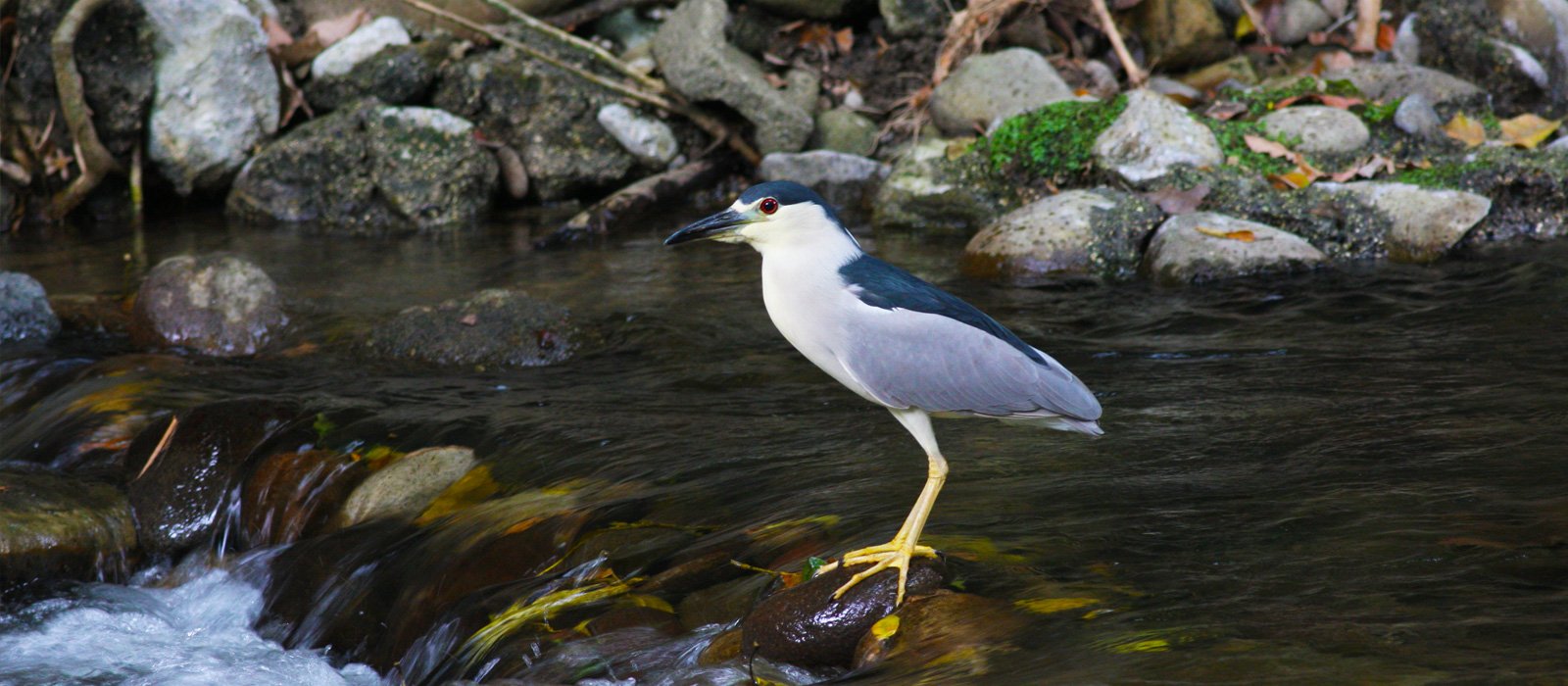 Black-crowned Night Heron beside a forest stream
