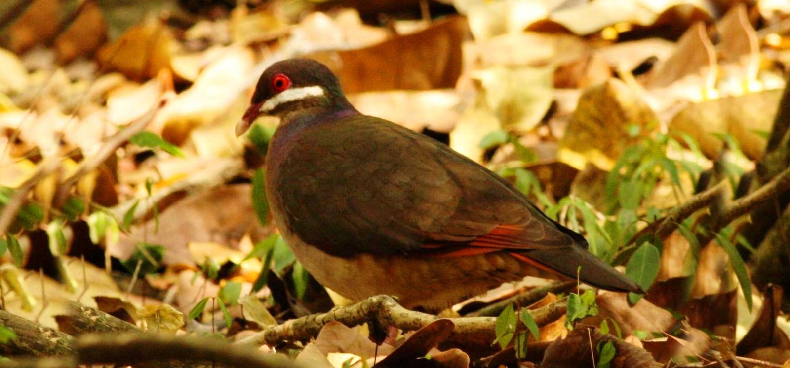 Bridled Quail-Dove standing among forest leaf litter