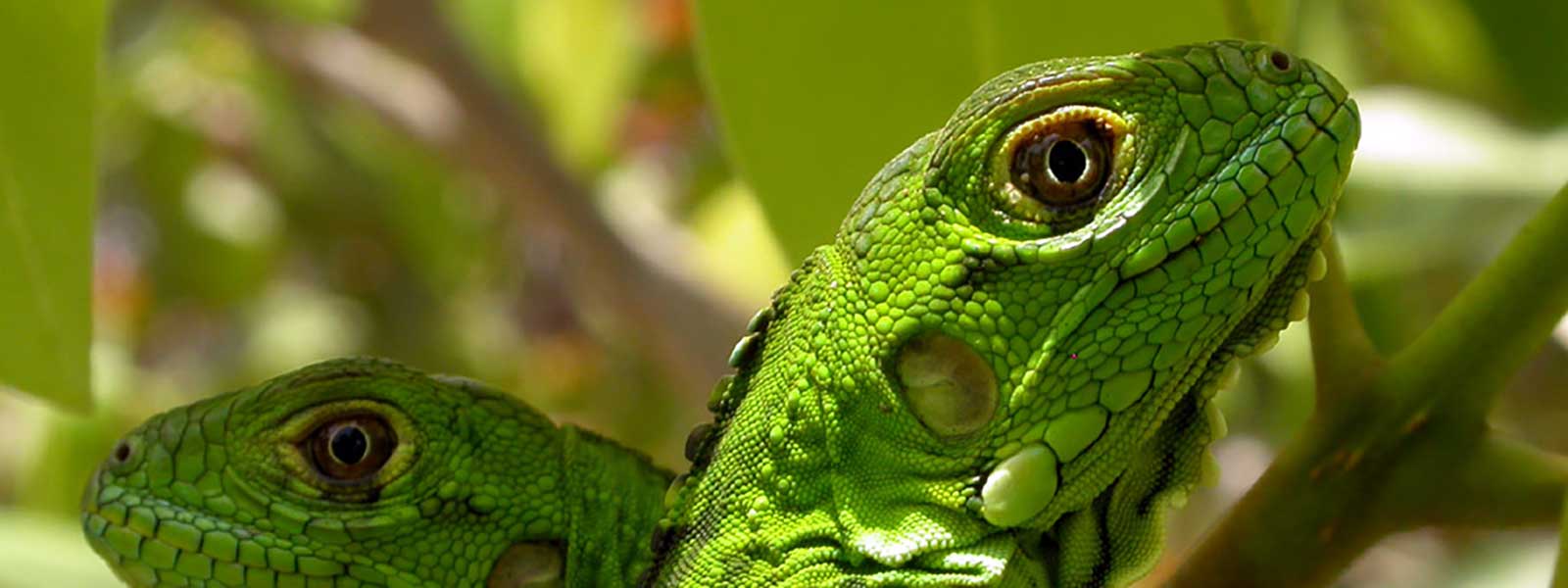 Green iguana in Saint Lucia