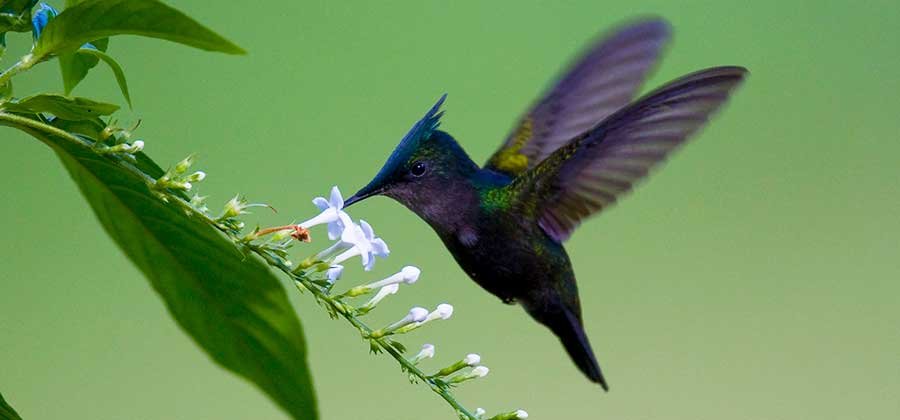 Green-throated Carib feeding from flowers
