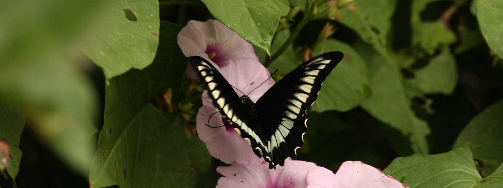 Butterfly in Saint Lucia