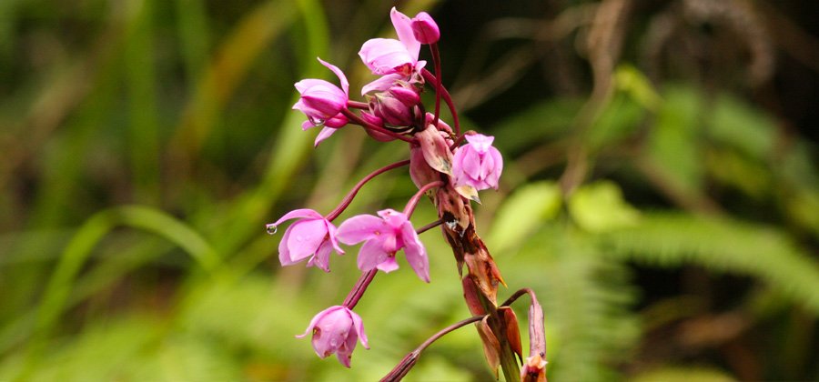 Tropical flowers in Saint Lucia bird habitat
