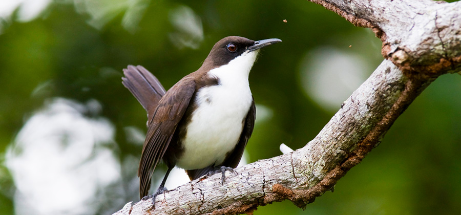 Dry forest bird