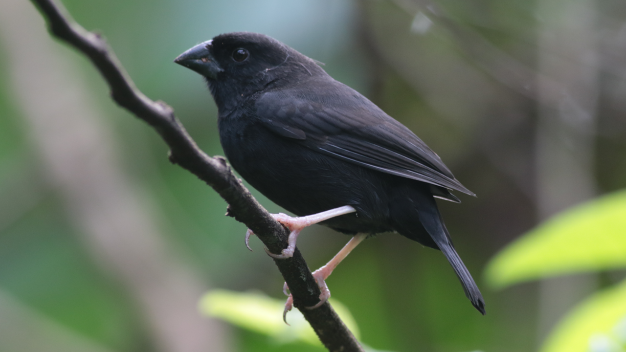 St. Lucia Black Finch