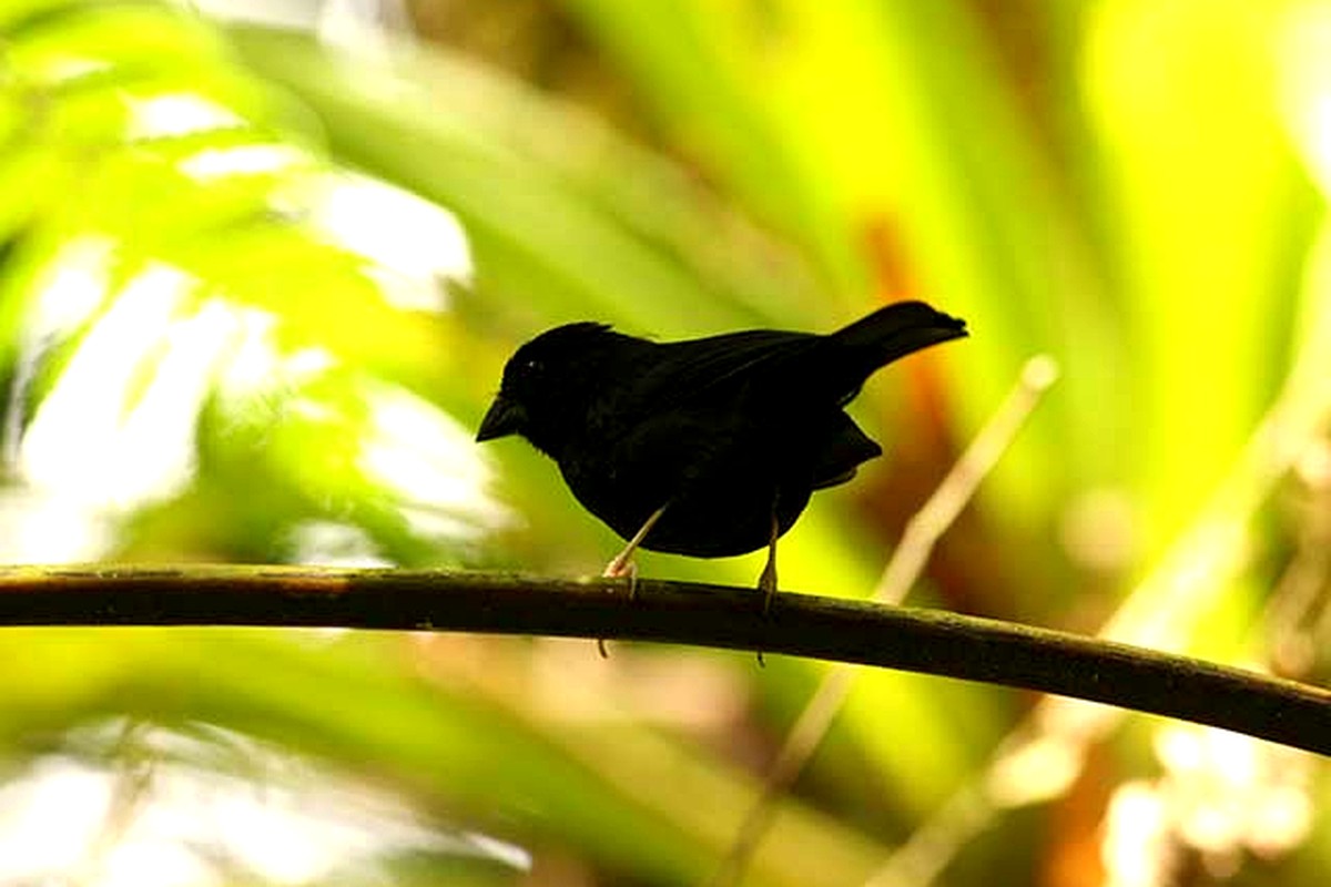 St. Lucia Black Finch silhouetted against bright understorey vegetation