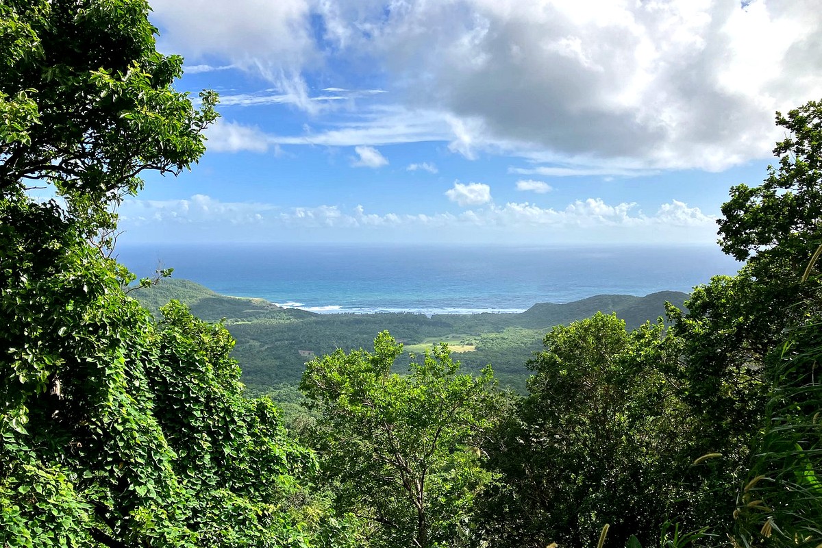 A forested St. Lucian landscape viewed from a hillside