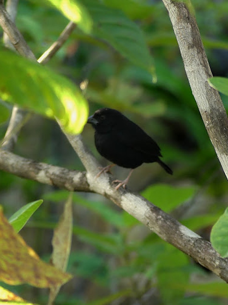 Male St. Lucia Black Finch showing black plumage, a heavy bill and pale pink legs among forest branches