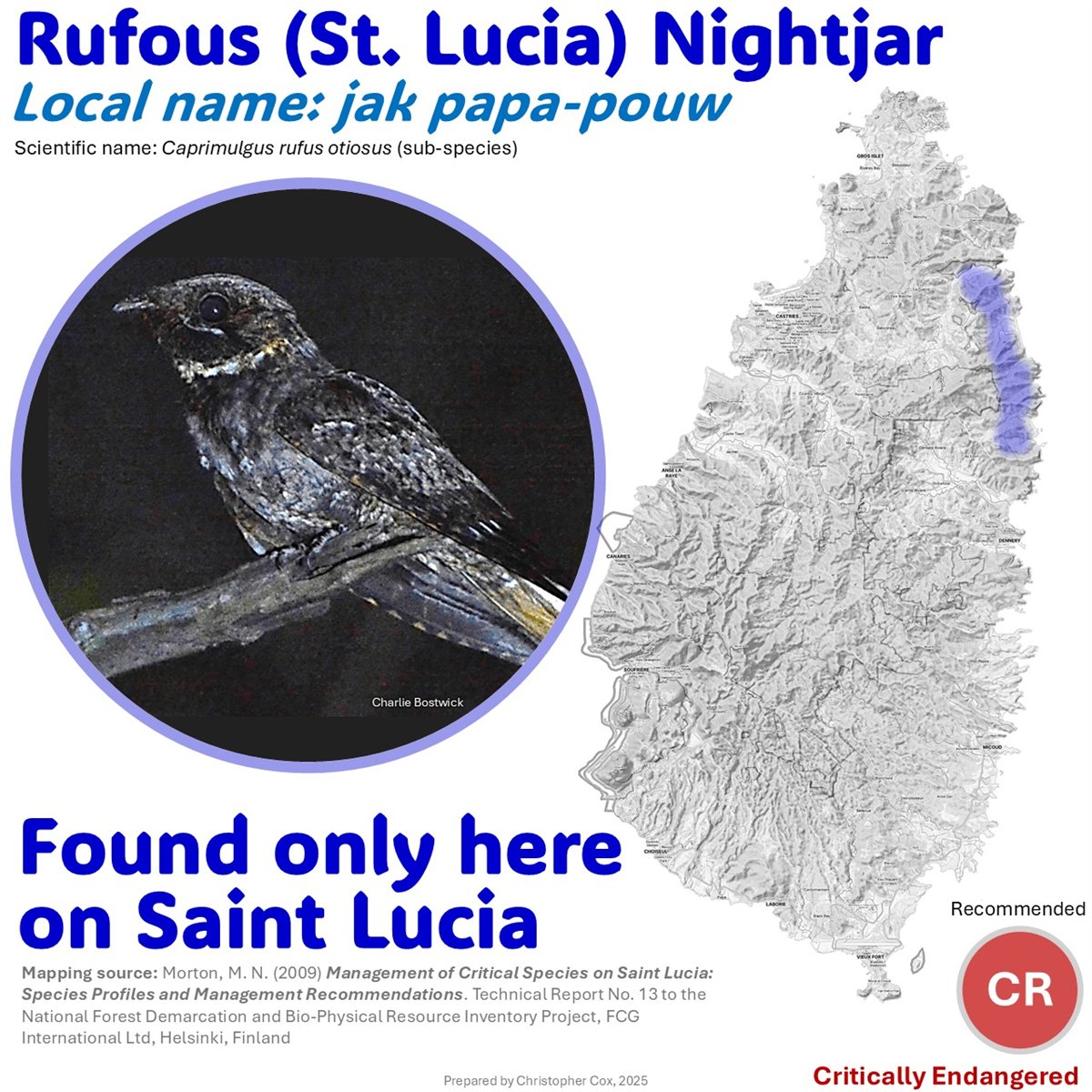 Reference poster for the St. Lucia Nightjar