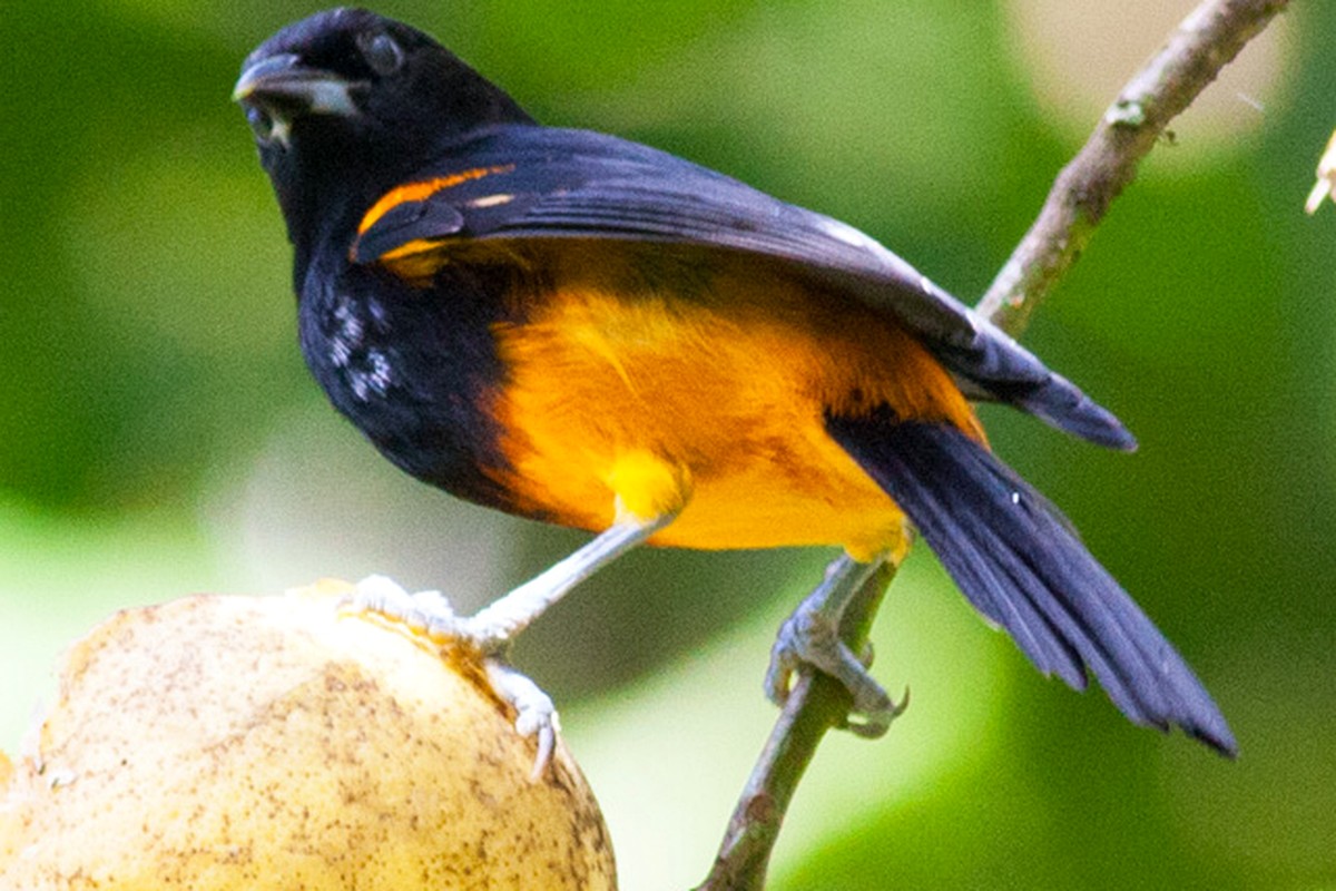 Saint Lucia Oriole